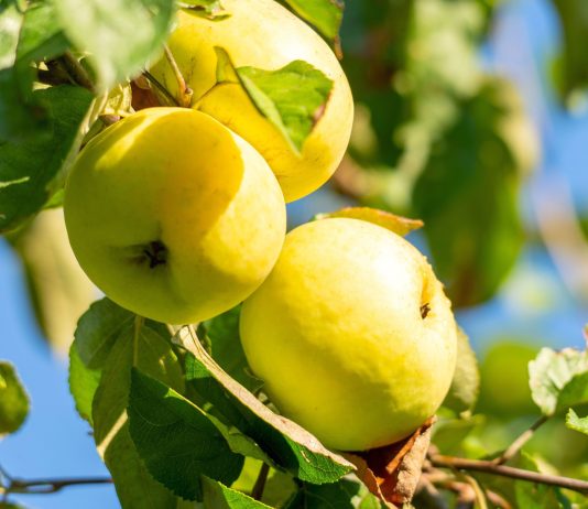 Легендарные сорта яблонь — верните вкус детства в ваш сад