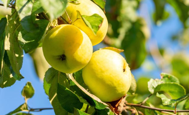 Легендарные сорта яблонь — верните вкус детства в ваш сад Легендарные сорта яблонь — верните вкус детства в ваш сад