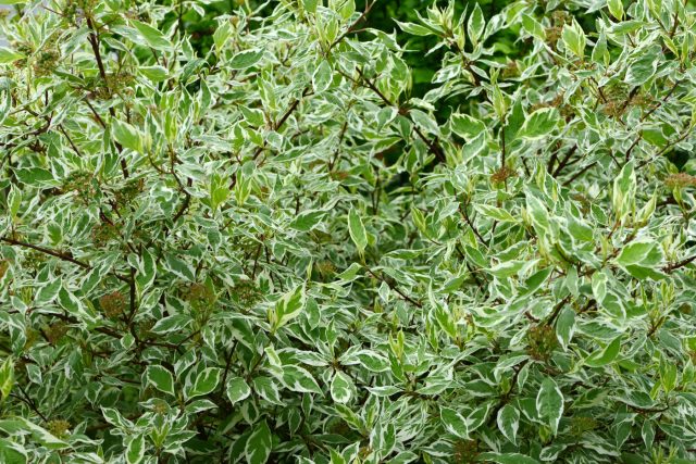 Дерен белый — зелёная или пёстрая листва летом, ярко-красные или жёлтые побеги зимой делают растение выразительным в любую пору года.