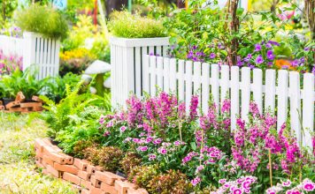 Что посадить вдоль забора — 14 самых удачных вариантов