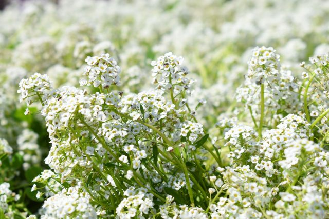 Алиссум — нежная воздушная подушка вдоль забора с медовым ароматом, который привлекает пчёл и создаёт ощущение живого сада.