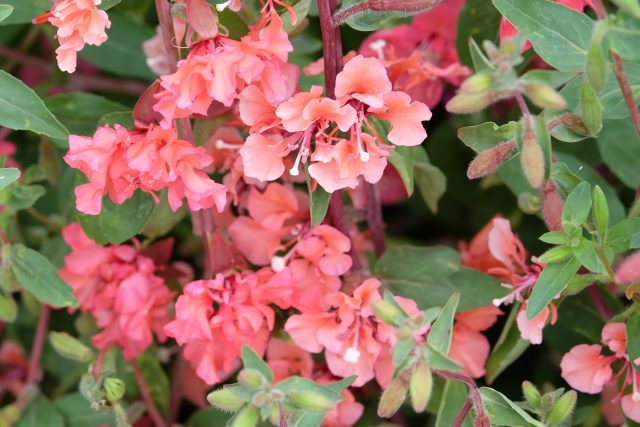 Кларкия изящная — лёгкая и нежная, цветёт в розовых, белых и лиловых оттенках, создавая гармоничную картину вдоль забора.