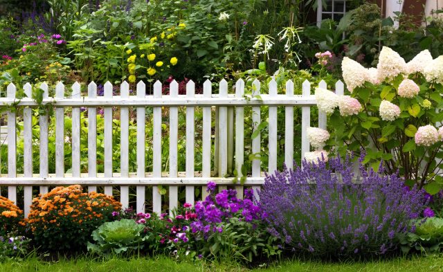 Главный секрет красивого забора — ритм и высоты: низкие алиссум и календула, средние лаванда и шалфей, высокие гортензии и дерен. Цветение сменяет друг друга, создавая яркую, ароматную и гармоничную композицию.