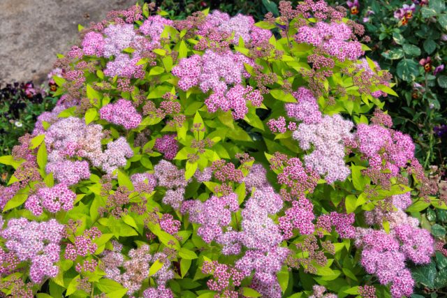 Спирея японская — плотные подушки с соцветиями от светло-фиолетового до нежно-розового, добавляют текстуру и объём вдоль забора.