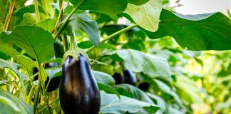 Лучшие сорта баклажанов — самые надёжные, вкусные, урожайные