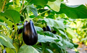 Лучшие сорта баклажанов — самые надёжные, вкусные, урожайные
