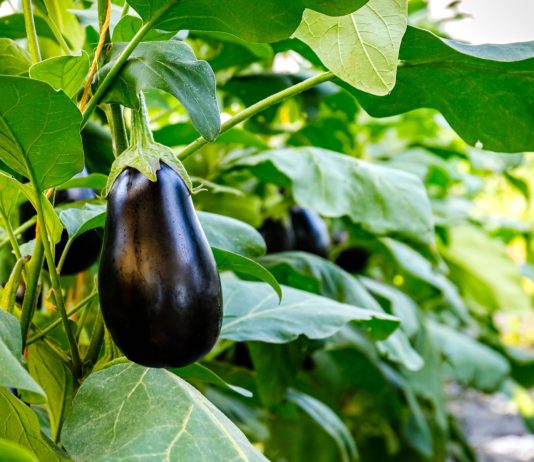 Лучшие сорта баклажанов — самые надёжные, вкусные, урожайные