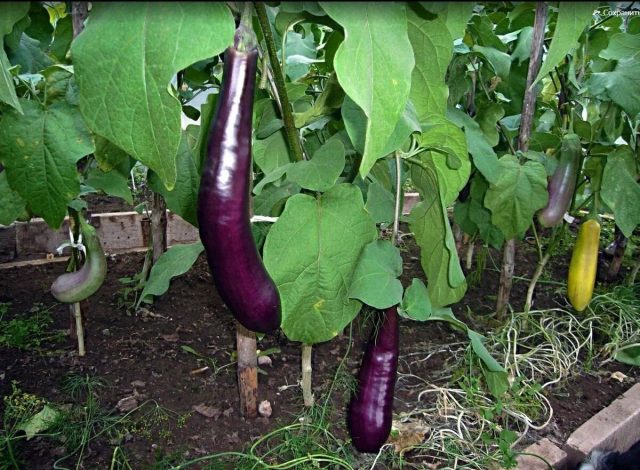 Король Севера F1 создан для холодного климата: даже при прохладных ночах он продолжает завязывать длинные тёмно-фиолетовые плоды с плотной белой мякотью без горечи и даёт стабильный урожай там, где другие сорта сдаются. Король Севера F1 создан для холодного климата: даже при прохладных ночах он продолжает завязывать длинные тёмно-фиолетовые плоды с плотной белой мякотью без горечи и даёт стабильный урожай там, где другие сорта сдаются.