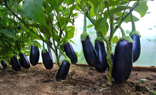 Алёшка F1 — компактный гибрид с дружным плодоношением: округлые баклажаны с тонкой кожицей и очень нежной мякотью подходят для любых задач на кухне и не горчат даже при перерастании. Алёшка F1 — компактный гибрид с дружным плодоношением: округлые баклажаны с тонкой кожицей и очень нежной мякотью подходят для любых задач на кухне и не горчат даже при перерастании.