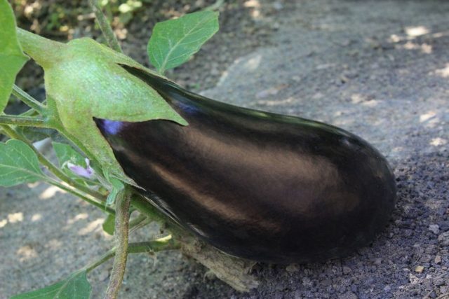 Мамба F1 — тепличный гибрид для пасмурных сезонов: длинные почти чёрные плоды с плотной мякотью отлично держат форму при готовке и дают высокий урожай даже при нехватке света. Мамба F1 — тепличный гибрид для пасмурных сезонов: длинные почти чёрные плоды с плотной мякотью отлично держат форму при готовке и дают высокий урожай даже при нехватке света.