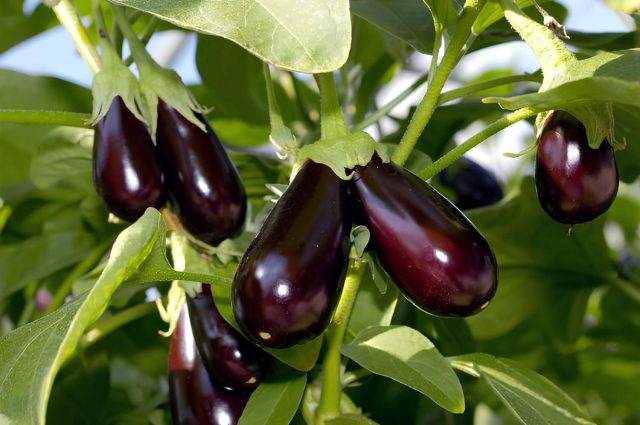 Алмаз — проверенная классика: ровные цилиндрические плоды с плотной мякотью без горечи созревают дружно, а кусты стабильно плодоносят даже при нестабильной погоде и минимальном уходе. Алмаз — проверенная классика: ровные цилиндрические плоды с плотной мякотью без горечи созревают дружно, а кусты стабильно плодоносят даже при нестабильной погоде и минимальном уходе.