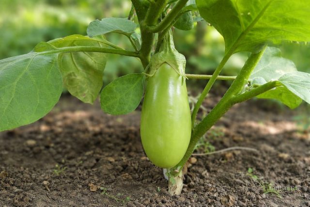 Аленка — надёжный сорт с аккуратными грушевидными плодами светло-зеленого цвета: тонкая кожица, сладкая мякоть и устойчивость к погодным стрессам делают его удобным для регулярных сборов. Аленка — надёжный сорт с аккуратными грушевидными плодами светло-зеленого цвета: тонкая кожица, сладкая мякоть и устойчивость к погодным стрессам делают его удобным для регулярных сборов.