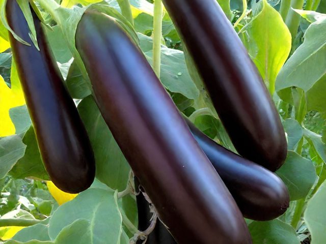 Илья Муромец — гигант среди баклажанов: длинные тяжёлые плоды с мясистой мякотью идеально подходят для запекания и фаршировки, а мощные кусты раскрывают потенциал в тепле и солнце. Илья Муромец — гигант среди баклажанов: длинные тяжёлые плоды с мясистой мякотью идеально подходят для запекания и фаршировки, а мощные кусты раскрывают потенциал в тепле и солнце.