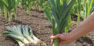 12 лучших сортов лука-порея — самые надёжные и вкусные