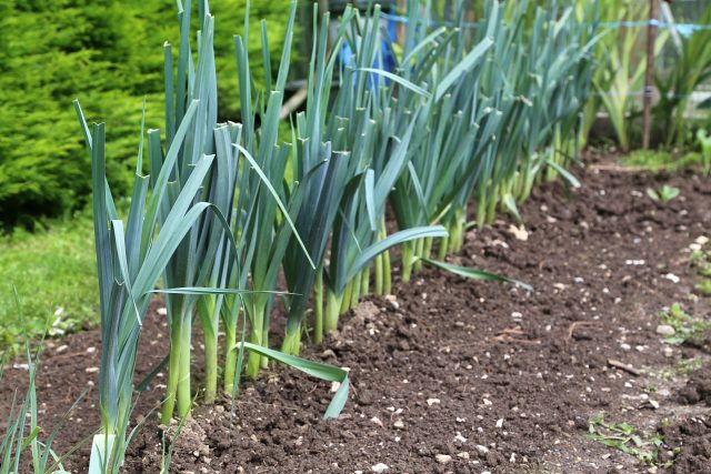 Один из самых надёжных сортов для прохладных регионов. Быстро растёт, дружно созревает и не боится перепадов температуры. Ножка аккуратная, вкус нежный, без волокон и лишней остроты.