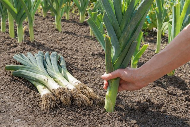 12 лучших сортов лука-порея — самые надёжные и вкусные