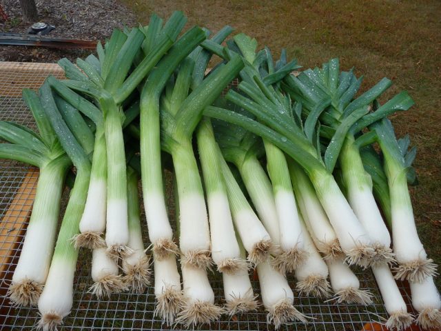 Немецкий сорт с идеально ровной цилиндрической ножкой. Отличается плотной структурой, мягким вкусом и выдающейся лёжкостью. При хранении становится ещё нежнее и сочнее.