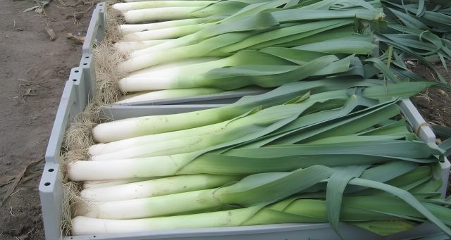 Неприхотливый сорт для сложных условий. Хорошо растёт на тяжёлых почвах и при нестабильной погоде. Даёт ровную ножку, устойчив к болезням и стабильно радует урожаем без капризов.