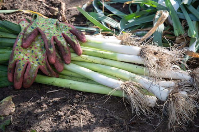 Порей с особенно длинной белой частью — до полуметра при хорошем окучивании. Ножка ровная, аккуратная и удобная для нарезки. Отличный выбор для осеннего сбора и заморозки.