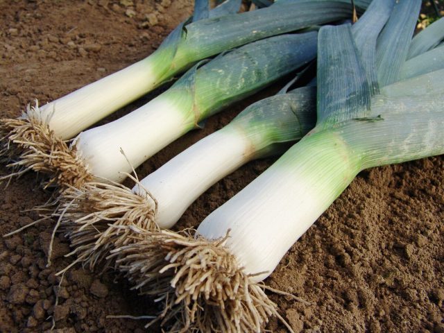 Крупный среднеспелый сорт с мощными листьями и высокой урожайностью. Отличается насыщенным вкусом и выраженным ароматом. Требует ухода, но благодарит впечатляющими размерами.