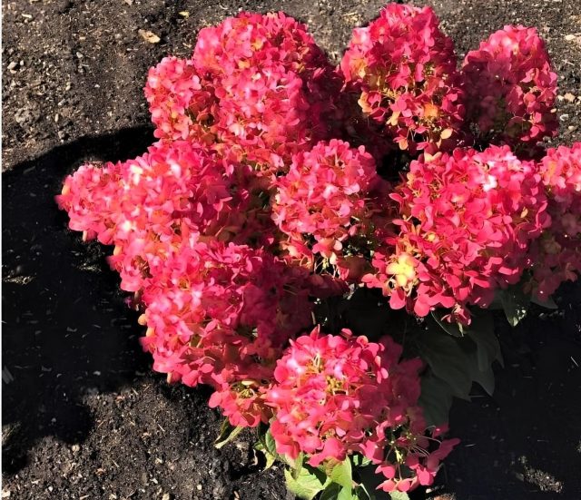 Литл Роуз (Hydrangea paniculata 'Little Rosy')