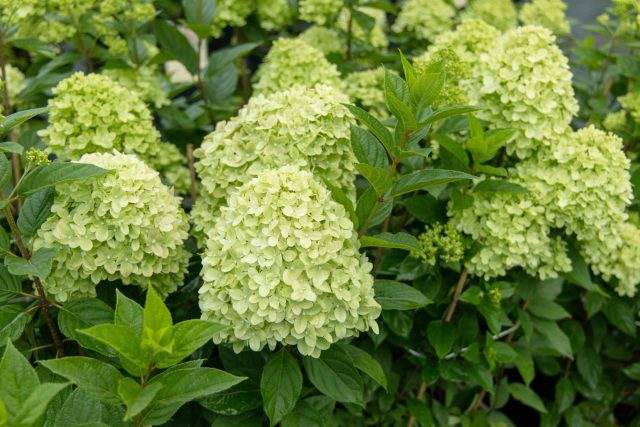 Лаймлайт (Hydrangea paniculata 'Limelight')