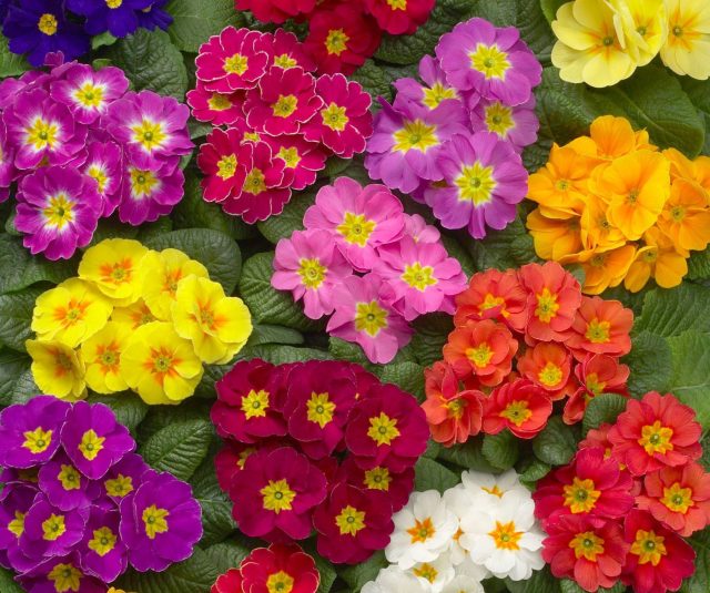 Кустик компактный, сантиметров 15 высотой, цветки крупные (до 5 см), чистых оттенков: ярко-жёлтый, насыщенно-синий, розовый, белый и другие. Никаких размытых переходов.