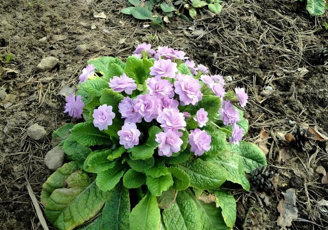 Примула бесстебельная «Примлет» (Primula acaulis 'Primlet')
