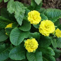 «Беларина» (Primula vulgaris 'Belarina Series')