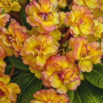 «Беларина» (Primula vulgaris 'Belarina Series')