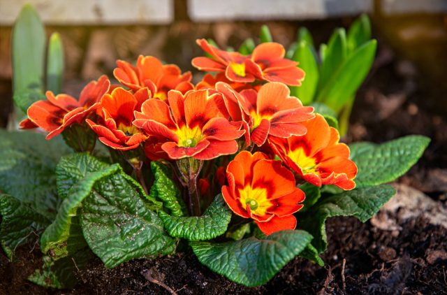 Лучшие виды примул для сада — самые надёжные и яркие