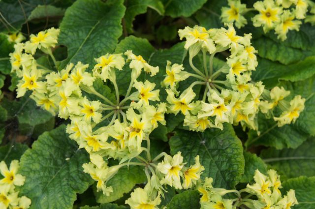 Примула «Франческа» (Primula х polyantha 'Francesca')