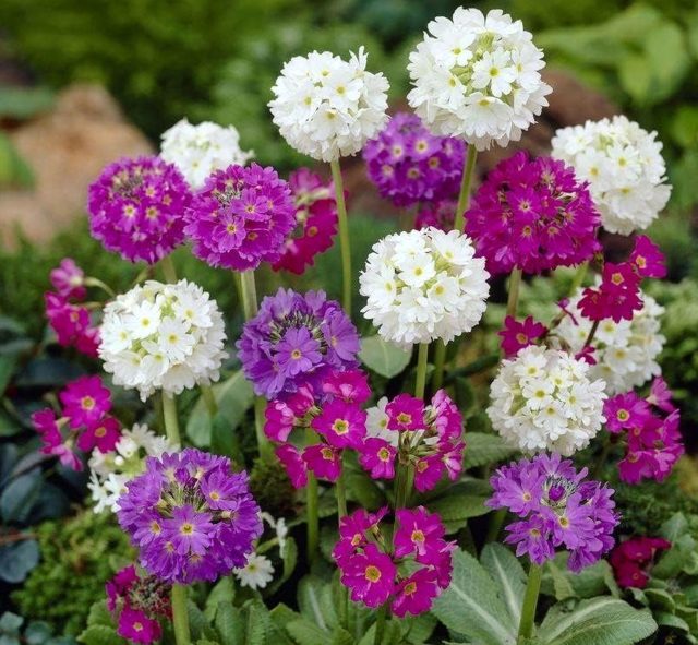 Примула мелкозубчатая «Конфетти» (Primula denticulata 'Confetti')