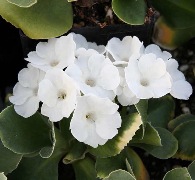 Примула Юлии «Сноу Уайт» (Primula juliae 'Snow White')