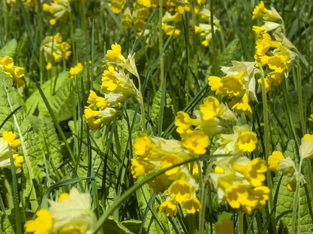 Примула весенняя «Кабрилло» (Primula veris 'Cabrillo')