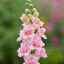 Львиный зев «Эпплблоссом»