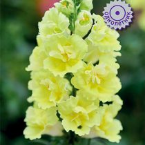 Львиный зев «Даблшот F1 Еллоу»