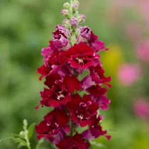 Львиный зев «Даблшот Кримсон Ред»