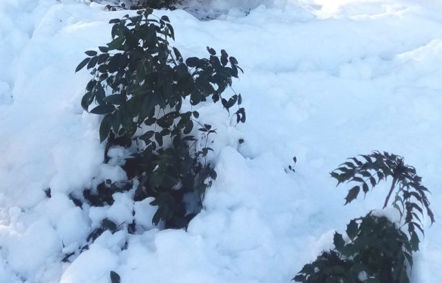 Магония падуболистная зимой держится стойко. Жёсткая тёмно-зелёная листва с острыми зубчиками не по вкусу вредителям, а в морозы окрашивается в эффектные бордовые оттенки. Весной куст снова зеленеет и зацветает жёлтыми ароматными кистями.