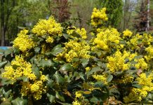Магония — ярко-золотистый кустарник от которого я в восторге