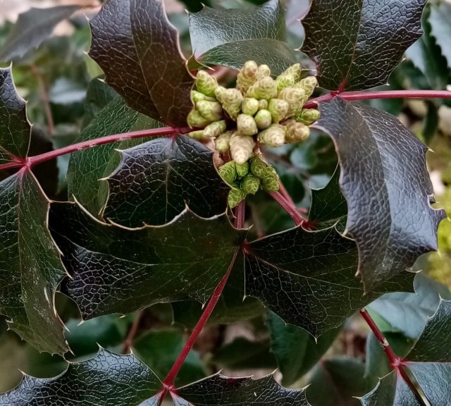 Цветочные почки у магонии очень симпатичные. Округло-заострённые, многочисленные, образуются к зиме и в таком виде красуются до весны.