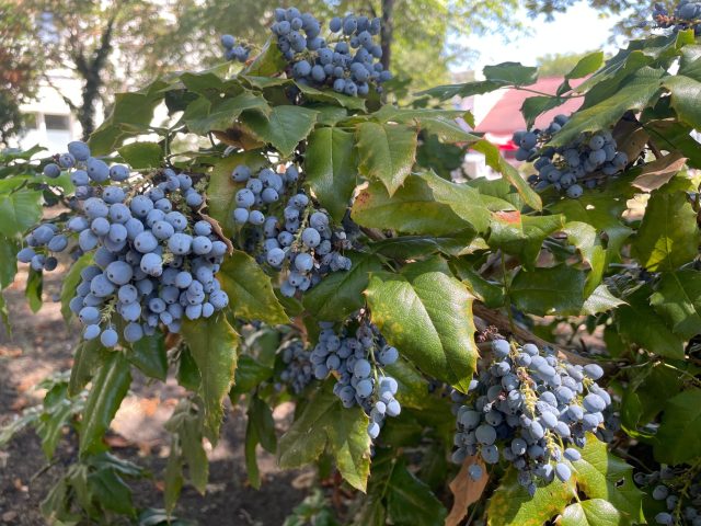 После цветения на магонии появляются плоды. Для обильного урожая ей нужен сосед — при перекрёстном опылении ягод завязывается заметно больше.