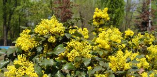 Магония — ярко-золотистый кустарник от которого я в восторге