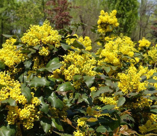 Магония — ярко-золотистый кустарник от которого я в восторге