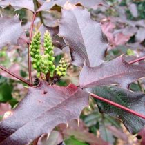 «Атропурпуреа» (Mahonia aquifolium ‘Atropurpurea’)