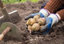 Ошибки и подделки: как обманывают покупателей картофеля, батата и других клубней