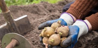 Ошибки и подделки: как обманывают покупателей картофеля, батата и других клубней