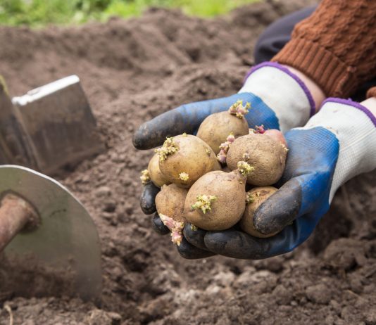 Ошибки и подделки: как обманывают покупателей картофеля, батата и других клубней