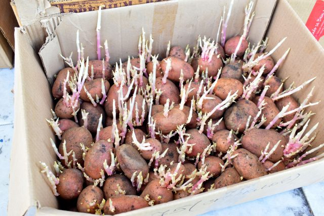 Покупая семенной картофель на рынке, легко столкнуться с подменой понятий. Мелкие клубни из общей кучи редко дают высокий урожай, а настоящая суперэлита не бывает дешёвой и всегда сопровождается документами.