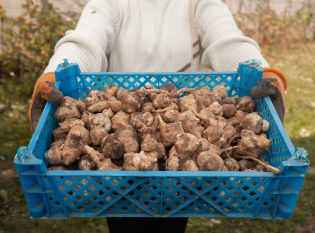 Топинамбур — культура неоднозначная: посадить его легко, а вот вывести с участка гораздо сложнее. Тем, кто хочет получать ровные клубни без бесконечной мелочи и не готов отказываться от растения, стоит выбирать сортовые формы.